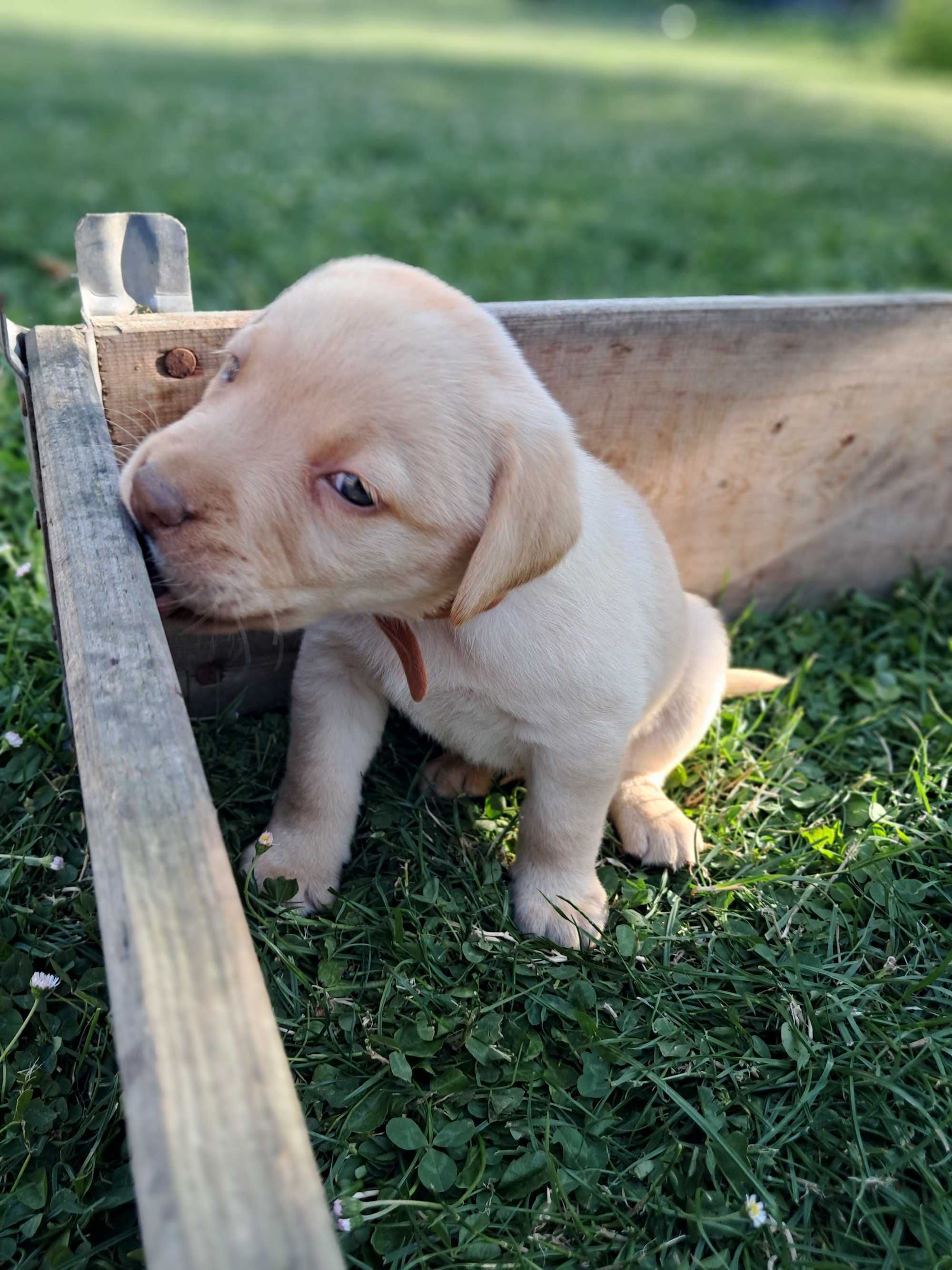 Sprzedam Labrador retriever