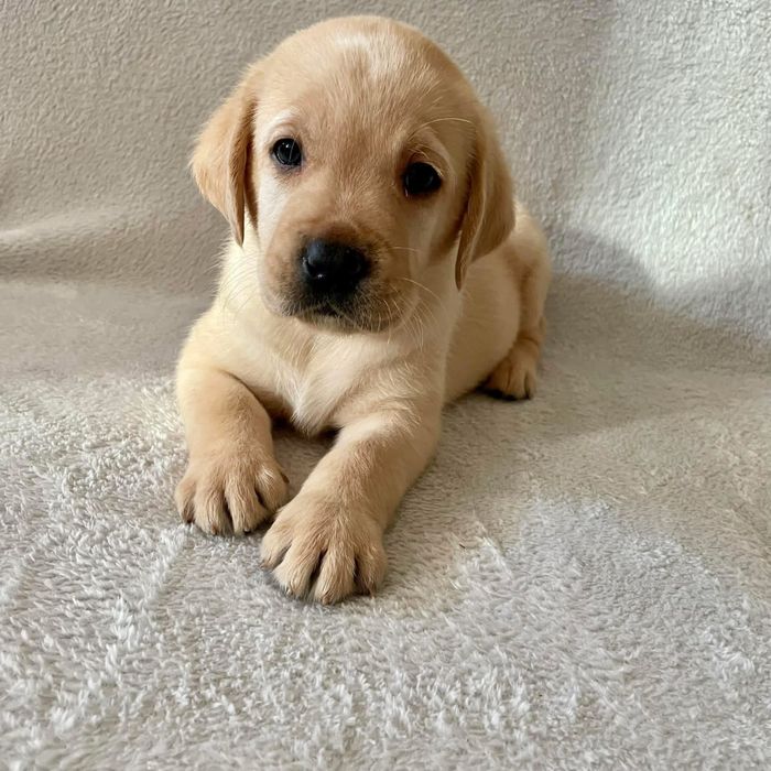 Labrador Retriever biszkoptowe szczenię