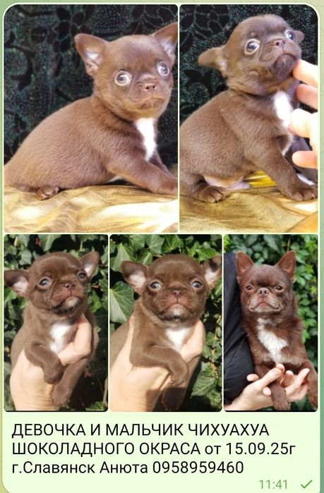 Мальчик и девочка чихуахуа