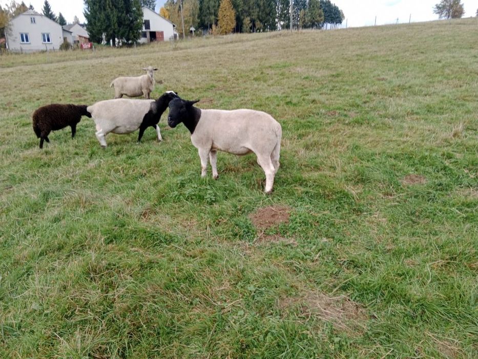 Sprzedam tryka dorper