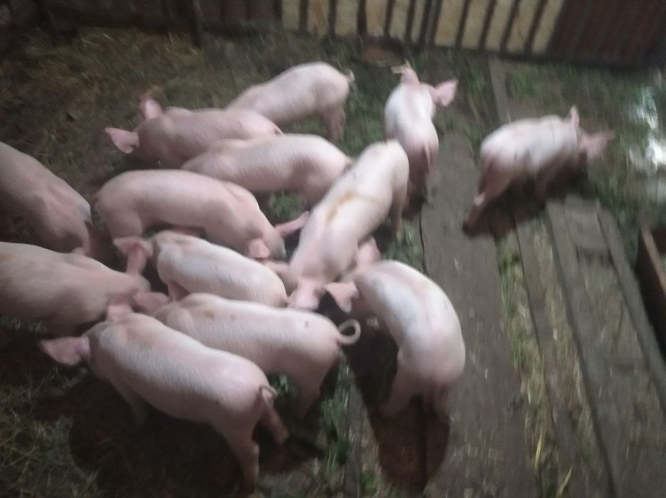 Продам білих поросяток, всі питання по телефону