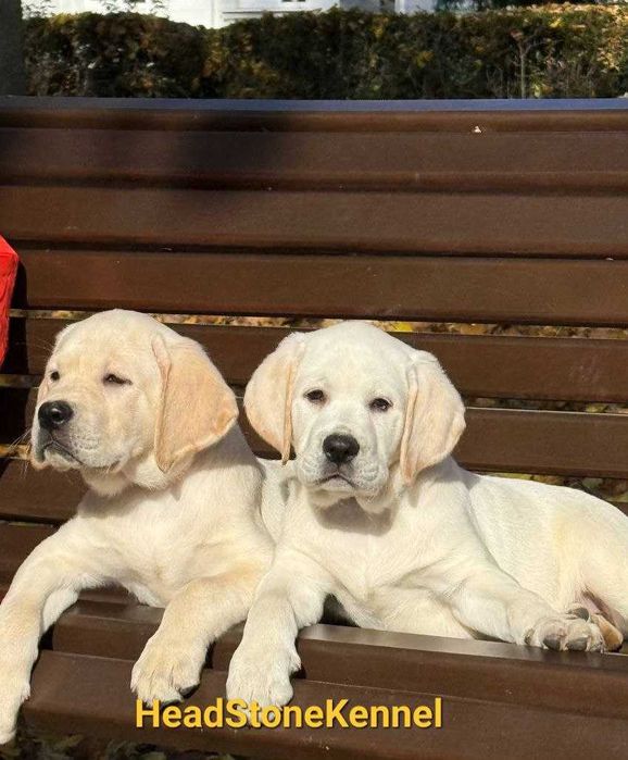 Щенки Лабрадора ретривера