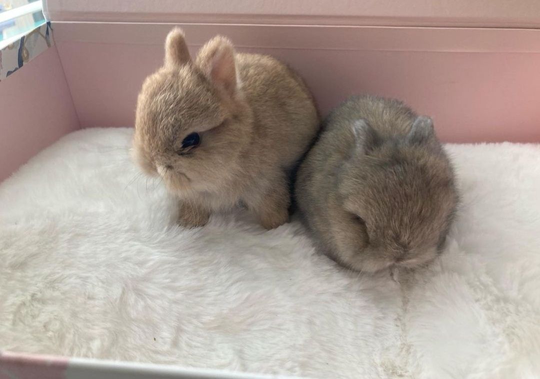 Coelhos anões minitoy e mini holandês, coelhinhos muito dóceis