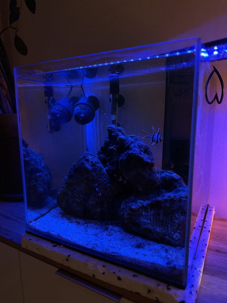 Akwarium morskie z życiem, 65 litrów