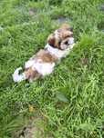 Piękny piesek Shih tzu