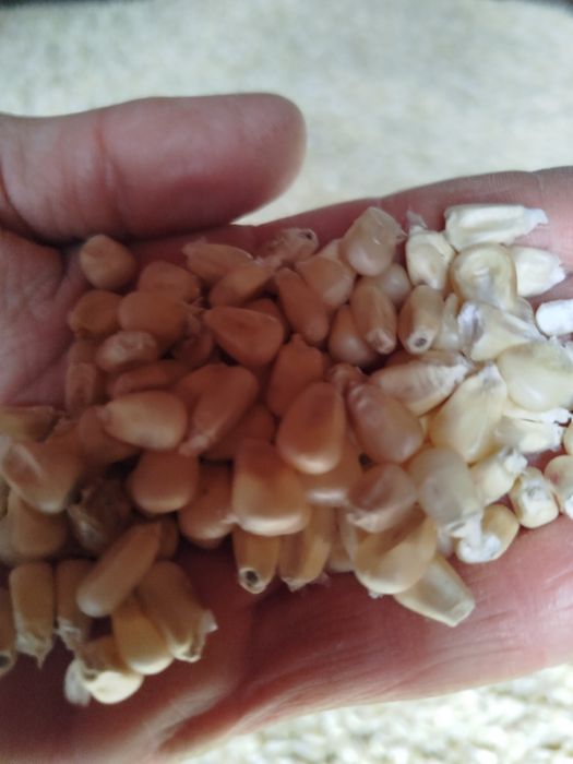 Milho branco colheita 2025