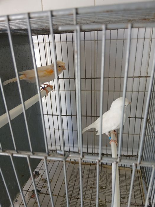 Casal canários  venda