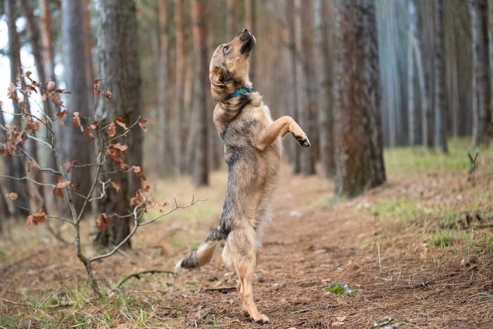 ALAYA - psi podrostek za kratami, sunia młodzinka ok. 10 miesięcy
