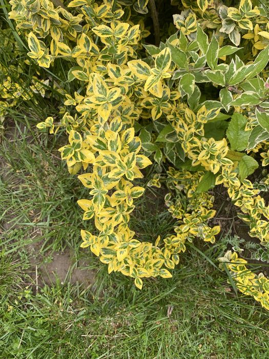 Продам декоративні рослини .