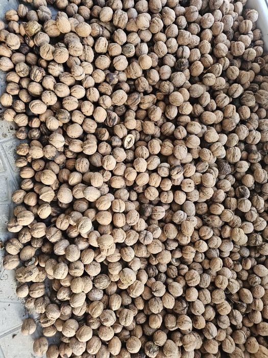 Орех грецкий,с домашнего дерева.