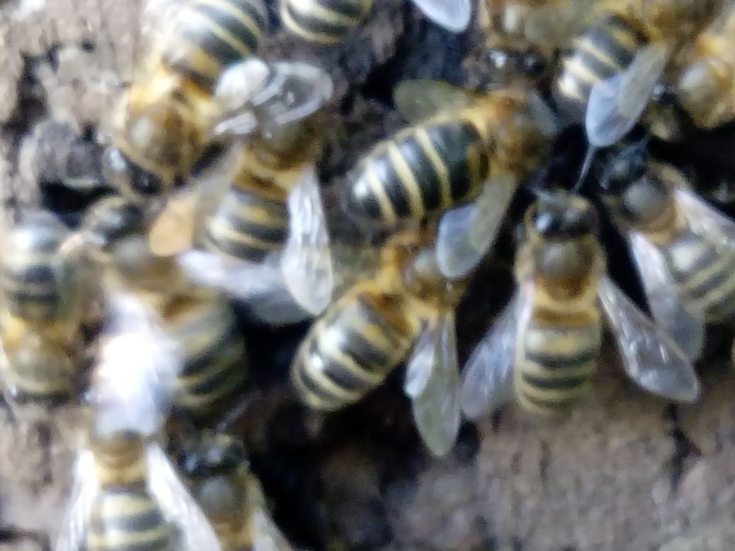 Vendo enxames de abelhas, ou troco por material de apicultura