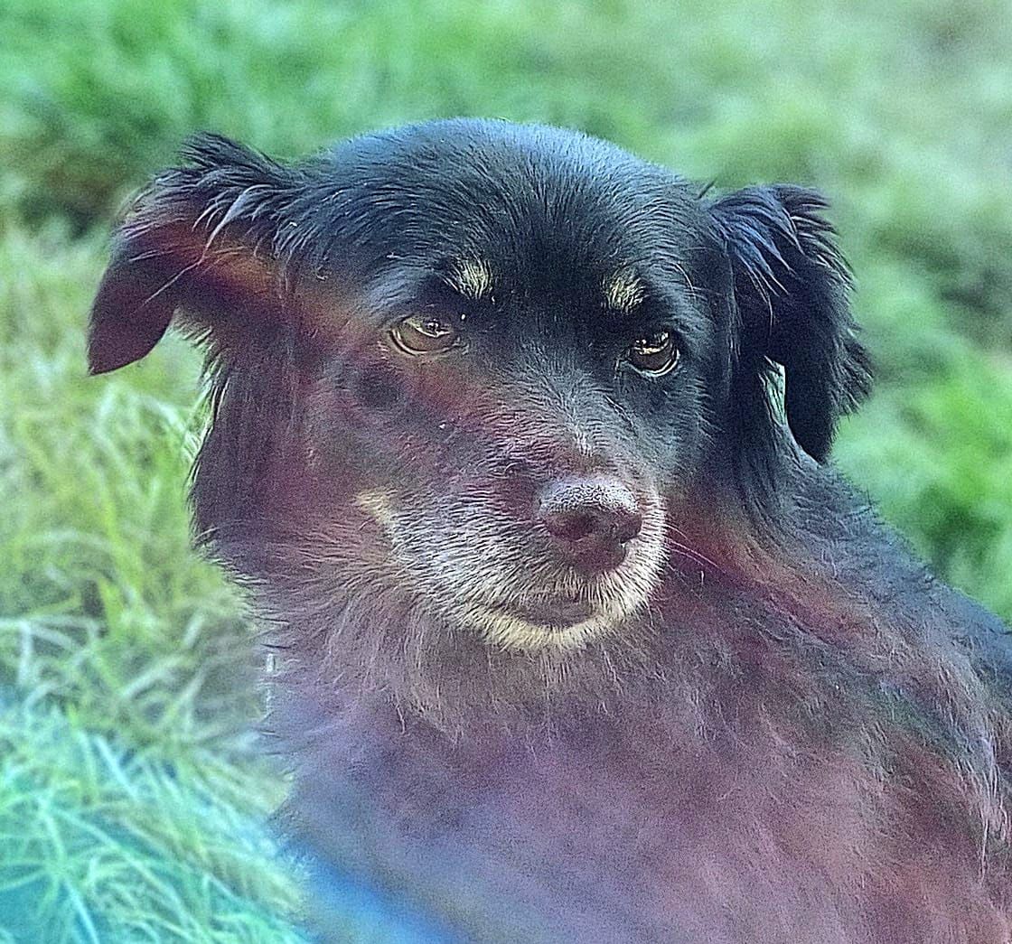 Kochana Lusia do adopcji