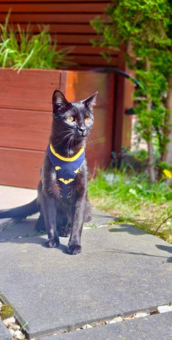 Zaginal czarny kotek Batman