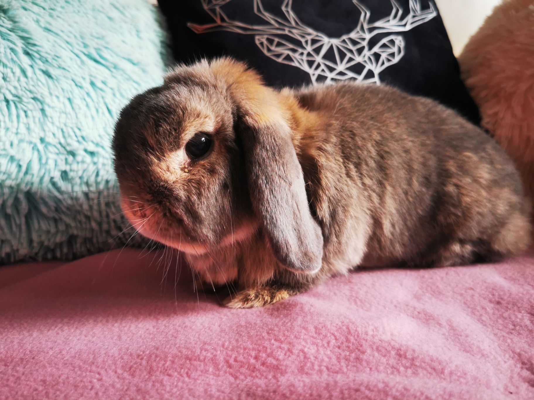 Królik miniaturka mini lop
