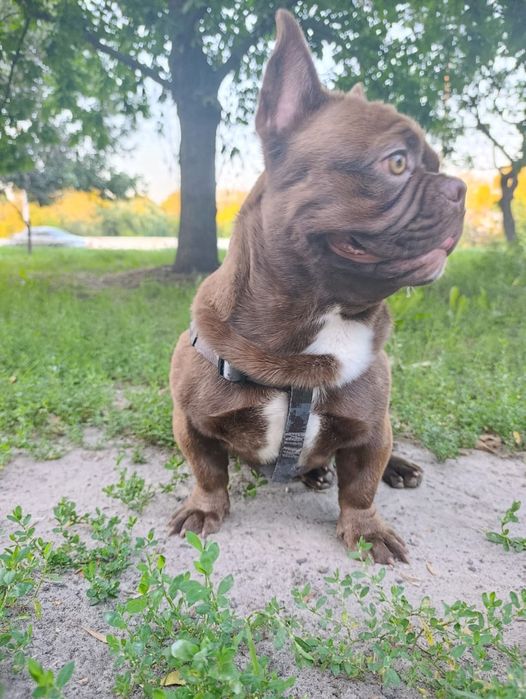 Вязка французький бульдог