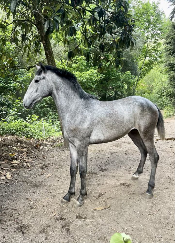 Poldro Lusitano 24 Meses