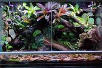 Terrarium tropikalne 80x40x50 żaba drzewołaz gekon