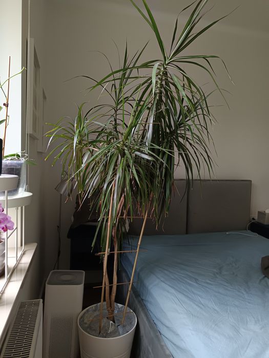 Duża dracena obrzeżona