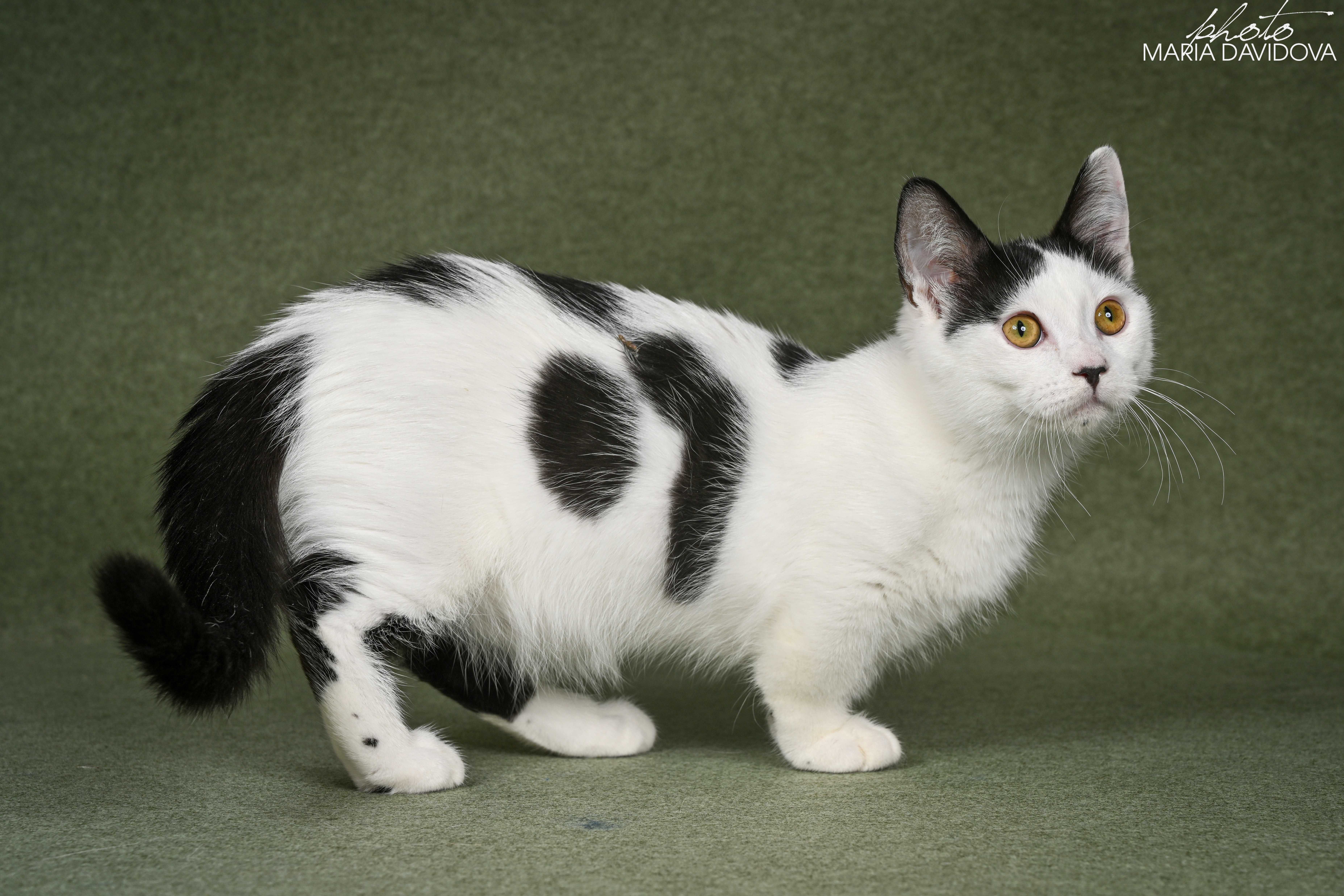 Котик манчкин 5 месяцев