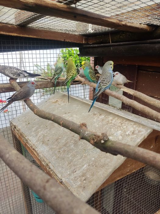 Sprzedam papugi faliste