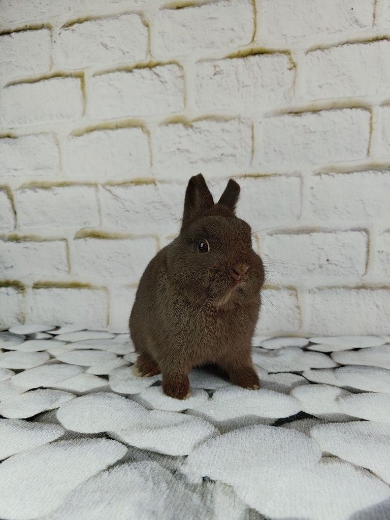 Króliczek Karzełek, Miniaturka, króliczek domowy, różne odmiany barwne