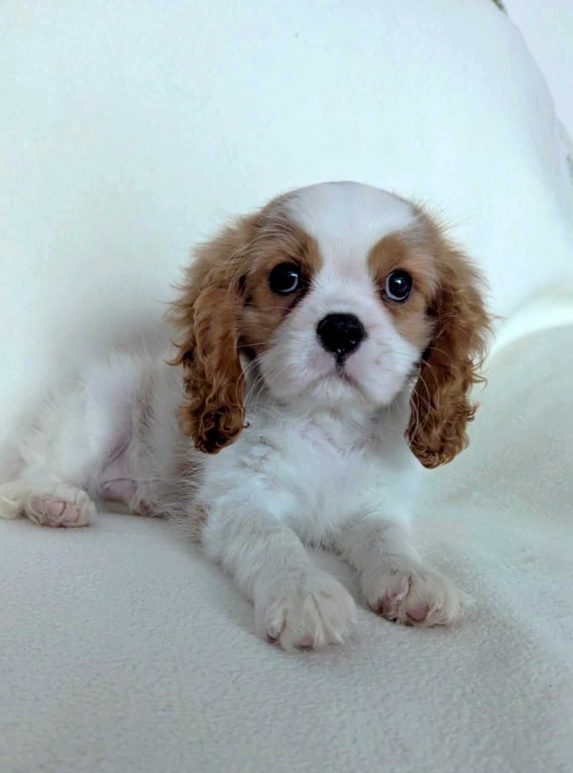 Cavalier King Charles Spaniel Uroczy Piesek