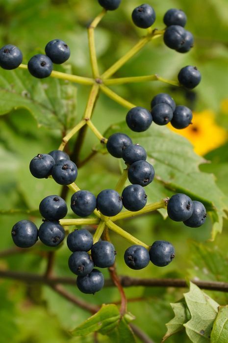 Kalina ząbkowana 'Blue Muffin' (Viburnum dentatum) Doniczka 10L