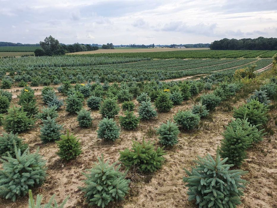 Świerk Kłujący Srebrny w donicy 60 - 180 cm - Plantacja tuchoinki.pl