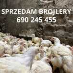 Male kurczaki brojlera 1kg