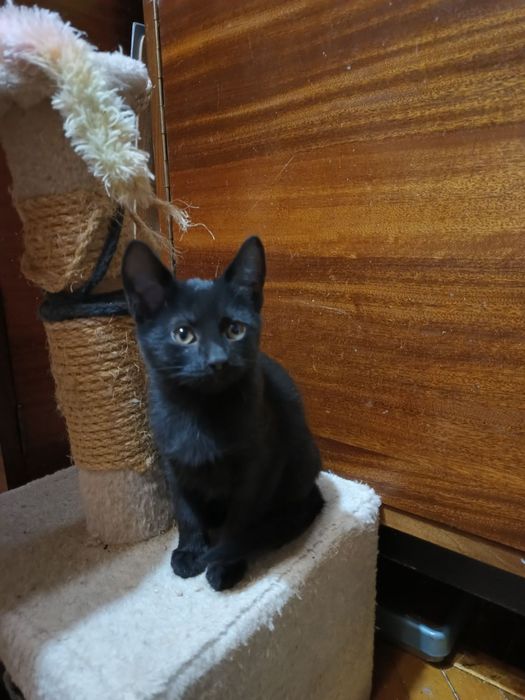 Маленькая черная котёнок девочка ищет дом! Котята в хорошие руки!