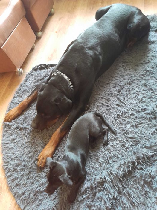 Oddam do dobrych ludzi psa