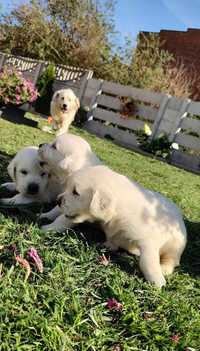 Golden retriever szczeniak