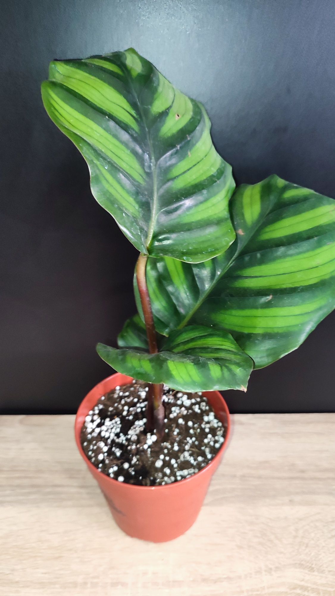 Calathea Fasciata Rotundifolia