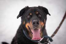 Rottweiler ALEX szuka kochającego domu!