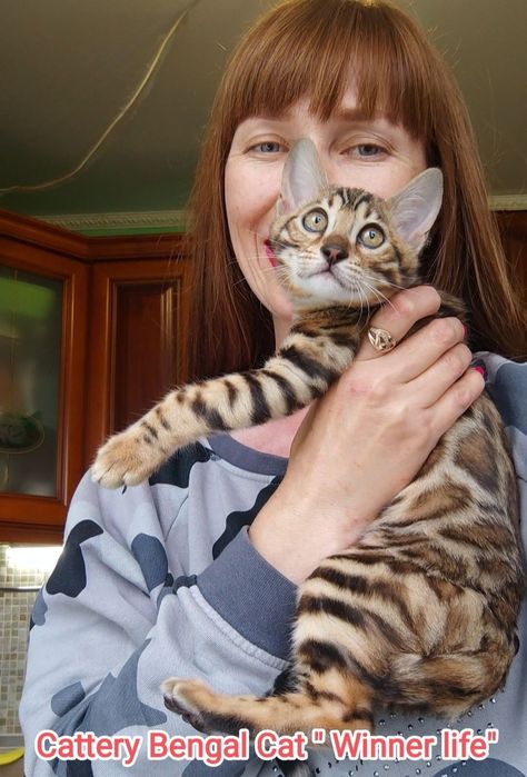 Клубні бенгальські кошенята. Бенгали.