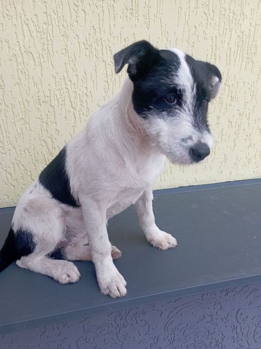 Отдам щенка-подростка