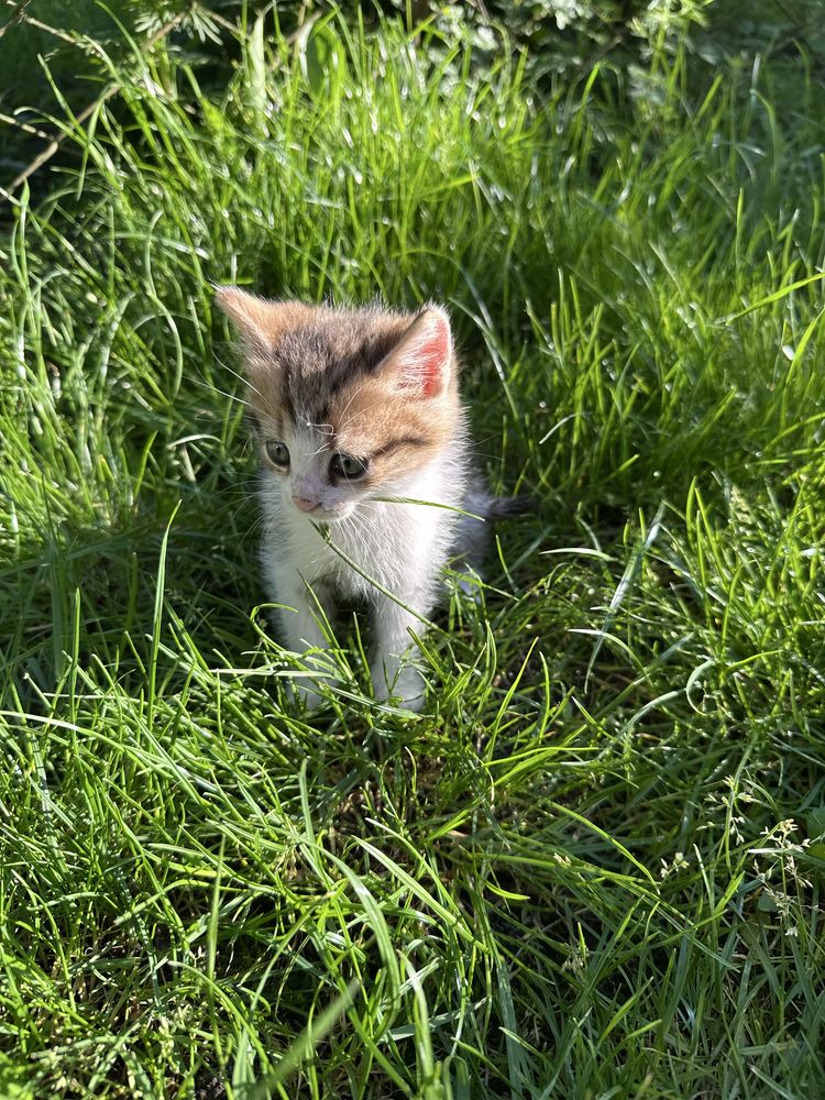 Котики шукають дім