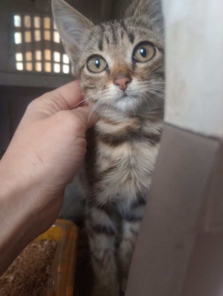Котик Шпротик 2 месяца+бесплатная кастрация