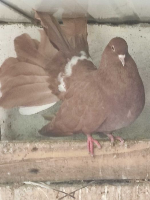 Pombos de leque, machos e fêmeas