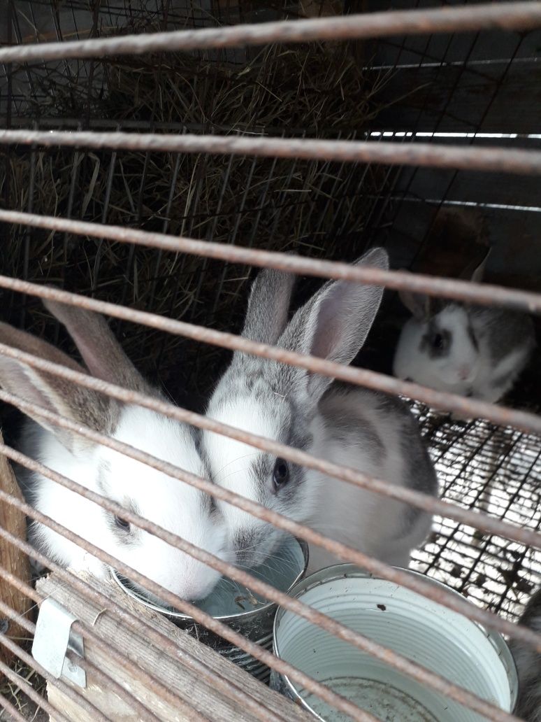 Продам кроликів недорого