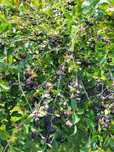 Aronia z ogródka