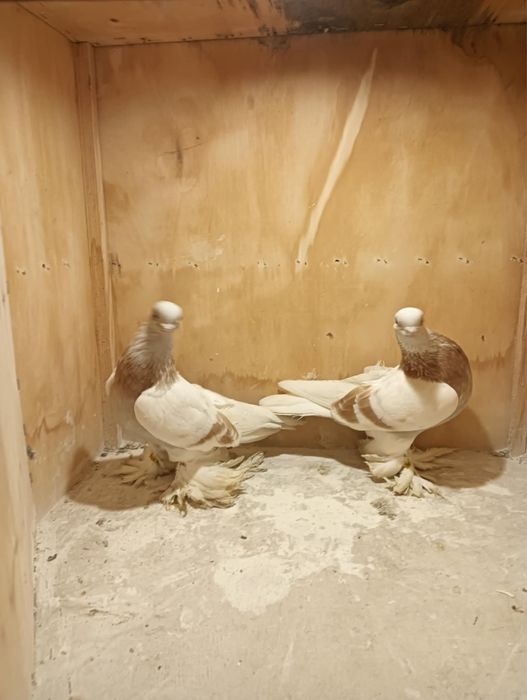 Blawindry Para Blawinderki Gołąb Ozdobny