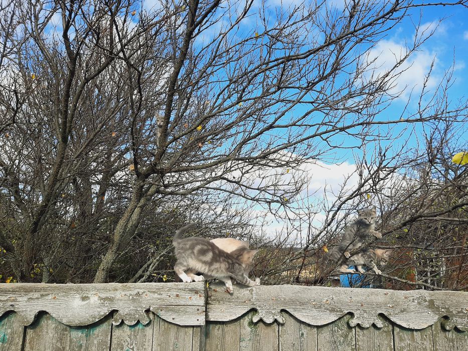 Отдам в хорошие руки. Бесплатно