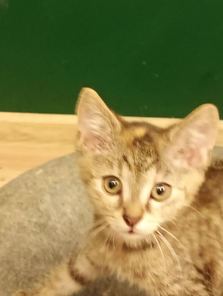 Kotki do adopcji