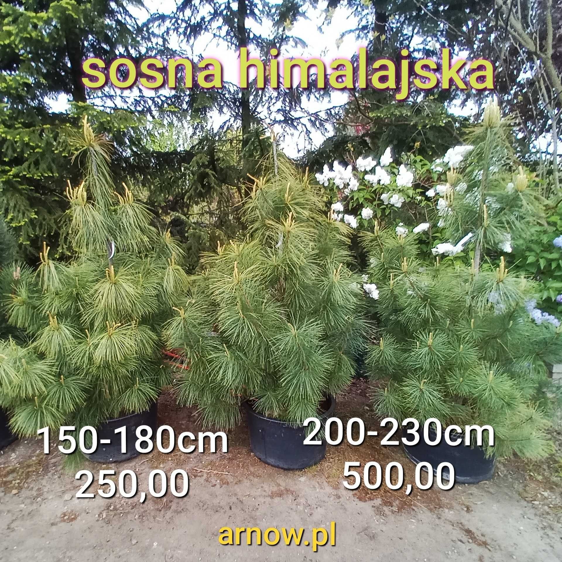 tuja szmaragd thuja 110 120