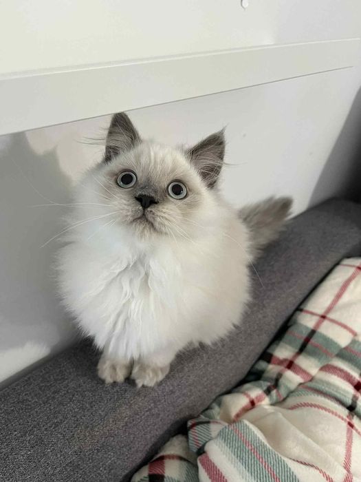 Kotki brytyjskie koty kociaki kocięta brytyjskie brytyjczyki