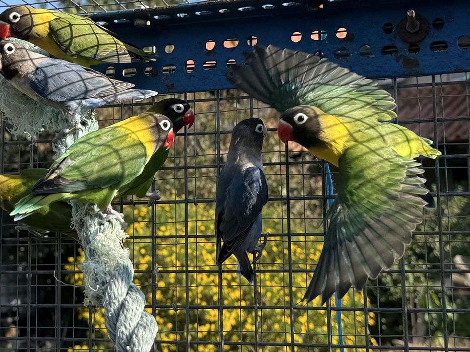 Agapornis Personatus