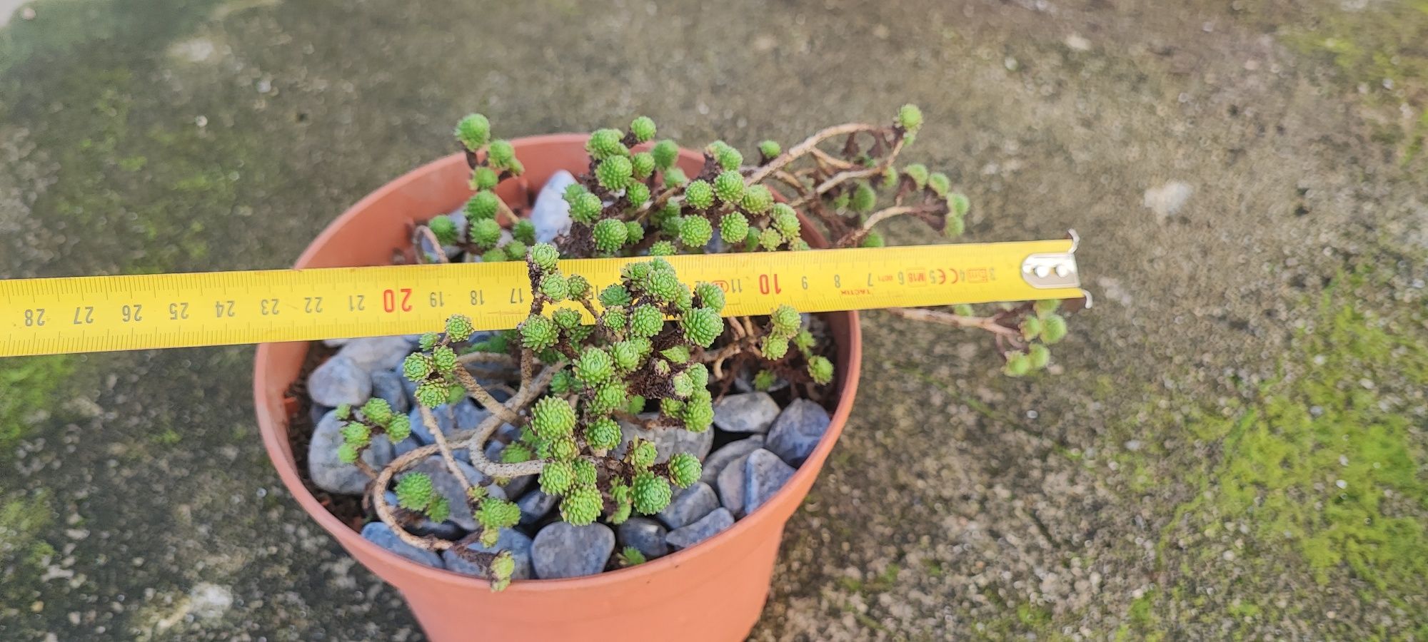 Planta suculenta