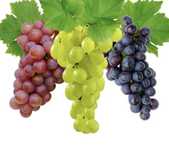 Vendo uvas para vinho