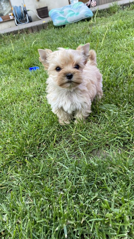 Golddust Yorkshire Terrier- malutki chlopczyk